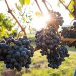 Teknik Cara Menanam dan Budidaya Bibit Buah Anggur Import Lokal