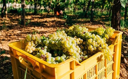 hasil panen cara menanam budidaya anggur