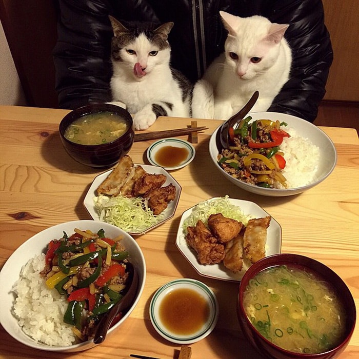 gambar kucing hitam putih makan