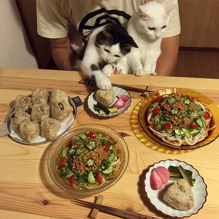 gambar kucing hitam putih mau makan