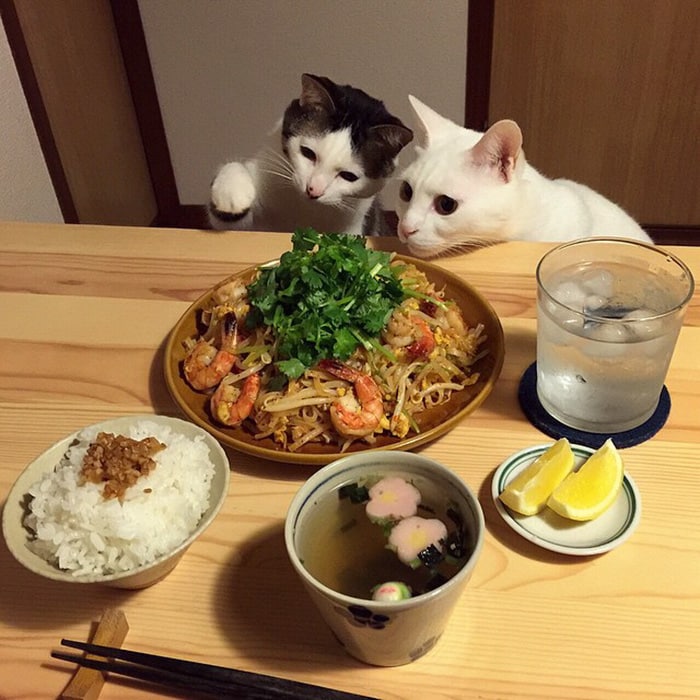 gambar kucing hitam putih ngendus makanan