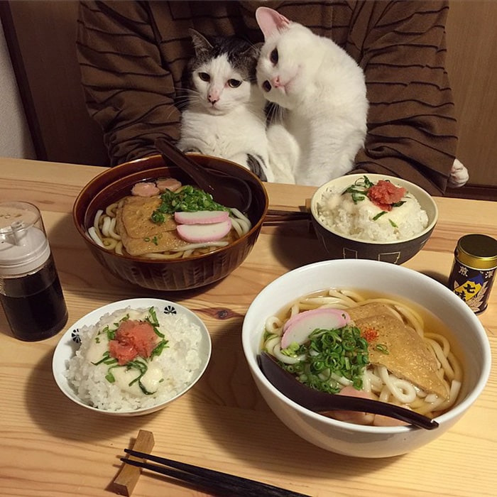 gambar kucing hitam putih sedang makan