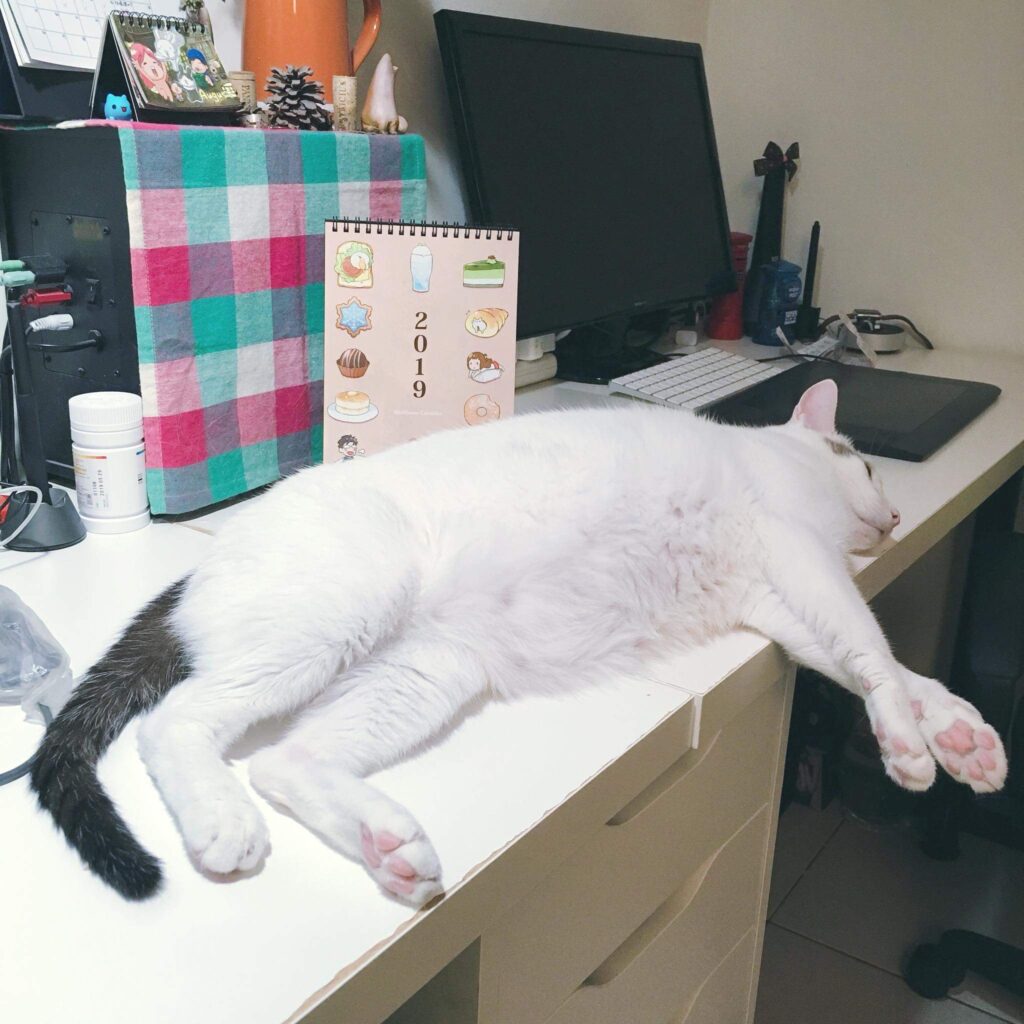 gambar kucing lucu hitam putih tiduran