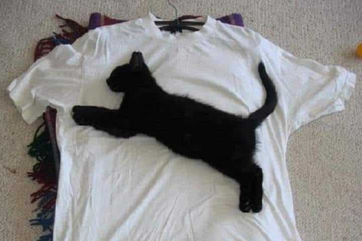 gambar kucing hitam putih kucing lucu dan imut