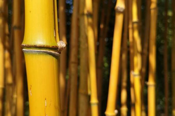 Tanaman Pagar Yang Cepat Tumbuh Bambu Kuning