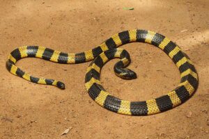 Bungarus sp jenis ular yang sering masuk rumah