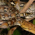 Jenis Ular yang Sering Masuk Rumah Ular Sanca Kembang Python reticulatus