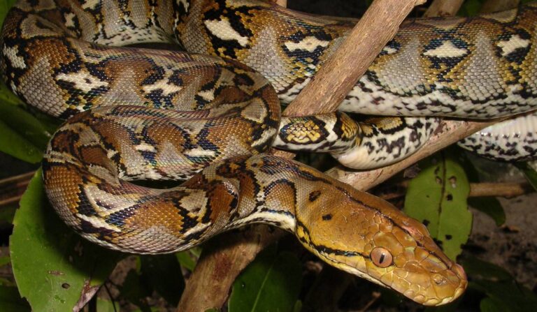 Jenis Ular yang Sering Masuk Rumah Ular Sanca Kembang Python reticulatus