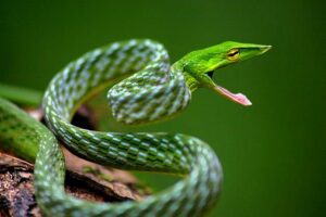 jenis ular yang sering masuk rumah ahaetulla nasuta