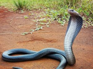 jenis ular yang sering masuk rumah ular kobra naja sputatrix