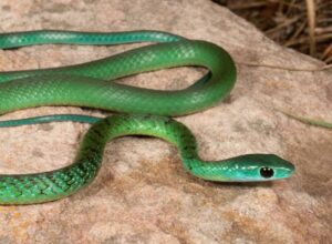 philothamnus irroratus jenis ular yang sering masuk rumah
