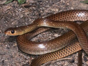 ptyas korros jenis ular yang sering masuk rumah